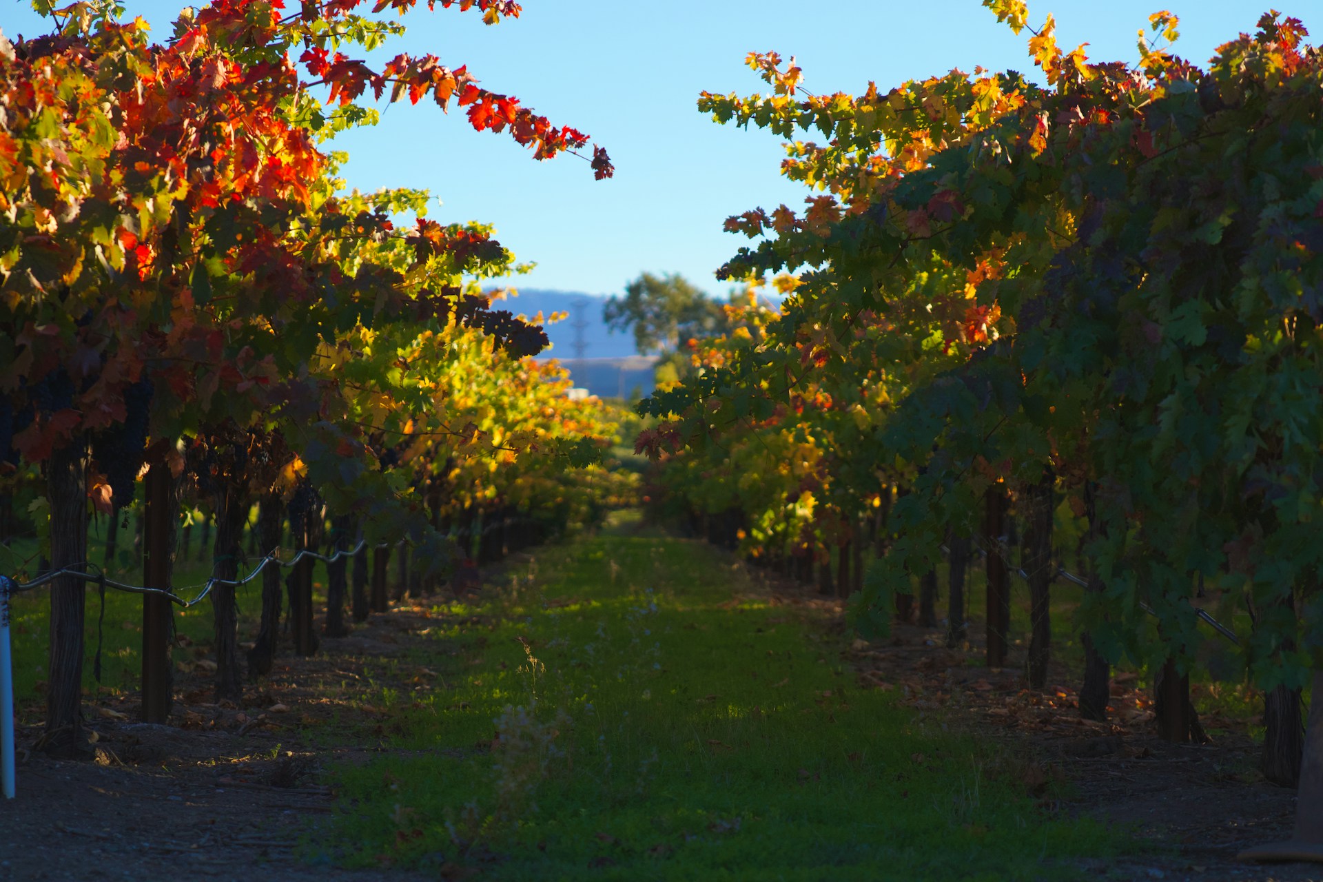 Wine and gourmet food pairing in Franschhoek winery